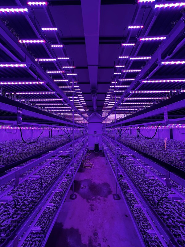 Grafted seedlings in vertical farming – Caracal, Romania