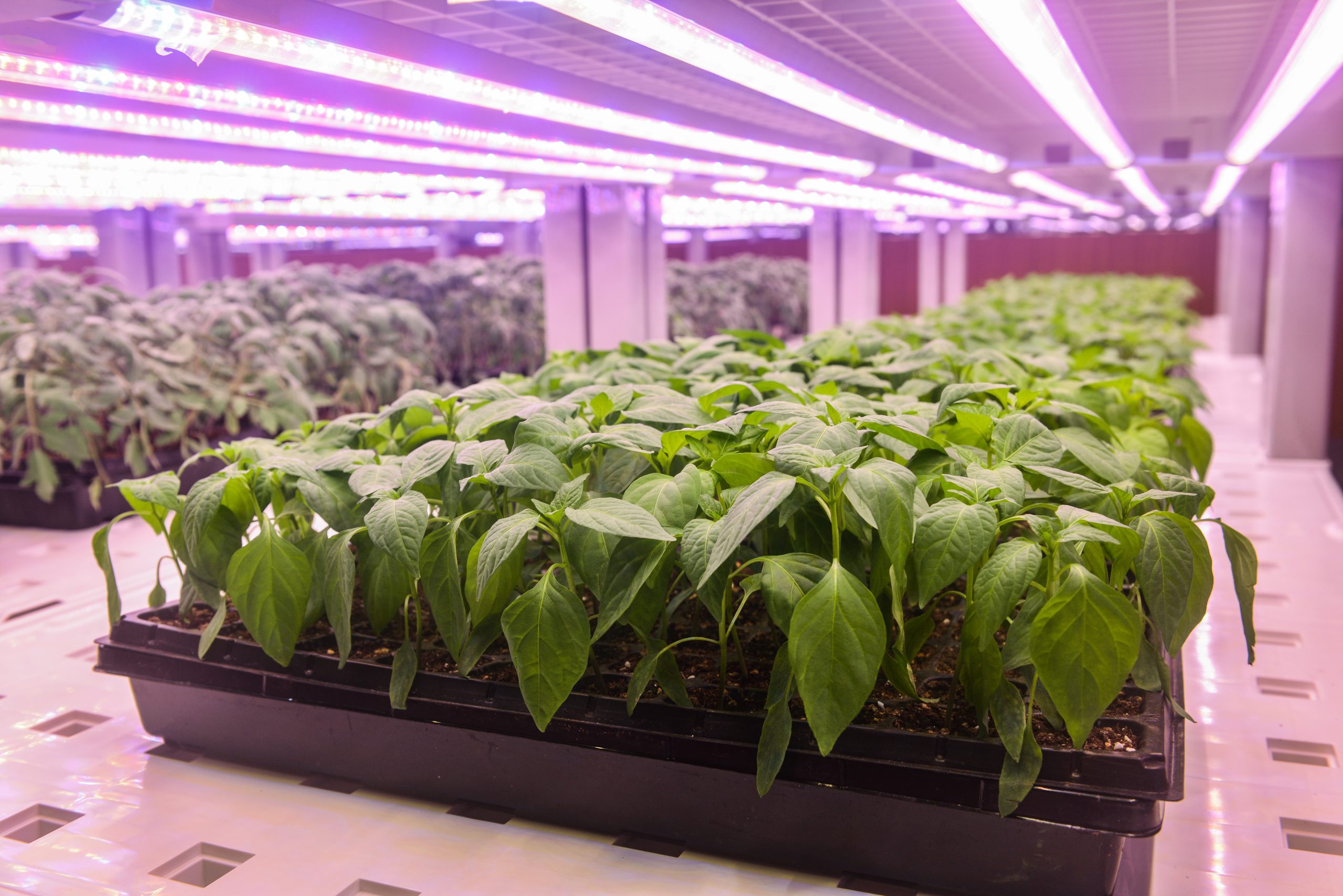 dreamstime_xxl_124144132 (1)